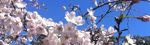 新入社員研修 ~社会人としてのコミュニケーションスキルを身につける(1日間)