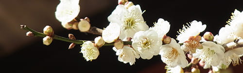 新入社員研修 ~ビジネス基礎研修Ⅲ 仕事の基本編(半日間)