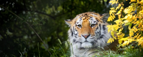 怒りのマネジメント研修~怒りの感情をコントロールし、部下指導を行う(1日間)