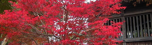 海外赴任前研修~中国を知る編(半日間)