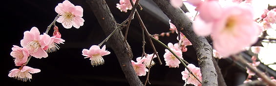 内定者研修~ビジネスパーソンとしての心構え編(1日間)
