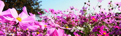 電話応対研修 ~オペレーター向け心情理解強化編(半日×3回)