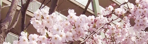 新人のための会社と仕事の仕組み研修(1日間)